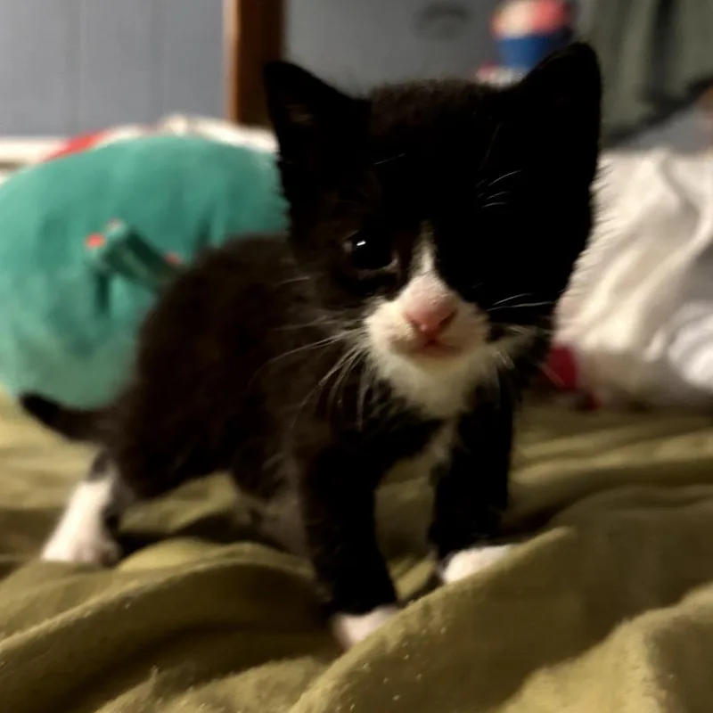 A baby small-sized female Black Domestic Short Hair cat named Maddie for adoption in Long Beach, CA