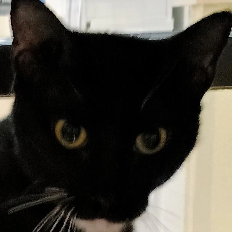 A young large-sized male Black Domestic Short Hair cat named Ricky Ricardo for adoption in Palestine, TX