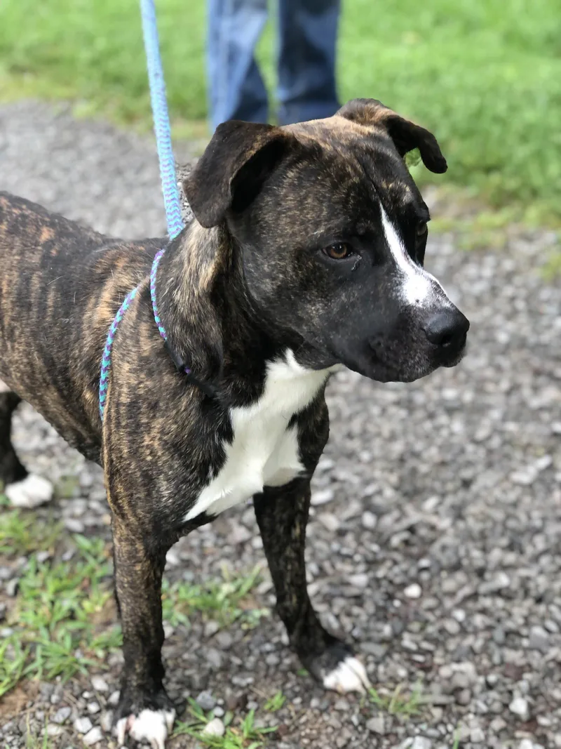 An adult large-sized male Boxer dog named Russet for adoption in Elkins, WV