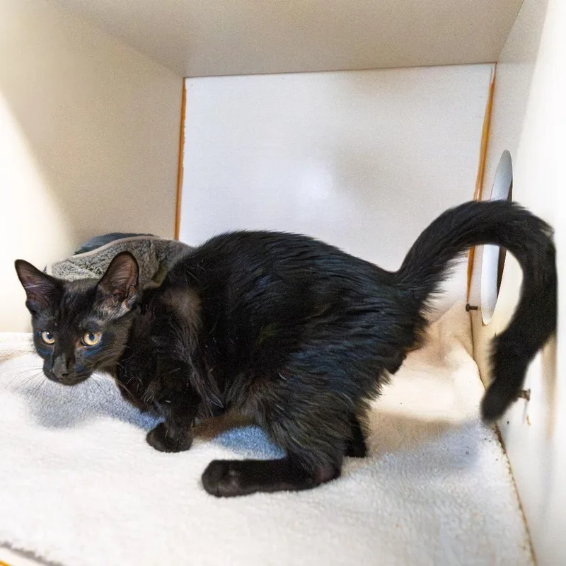 A baby small-sized male Black Domestic Short Hair cat named Meteorite for adoption in South Elgin, IL