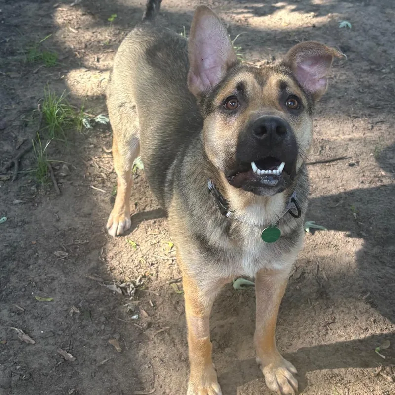 A young medium-sized male Black Mixed Breed dog named Gator for adoption in Buffalo, MN