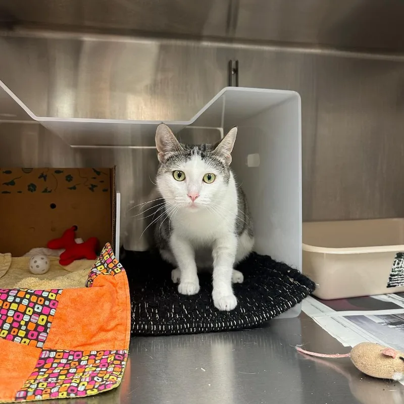 A baby medium-sized female Brown / Chocolate Domestic Short Hair cat named Sophie for adoption in Santa Barbara, CA