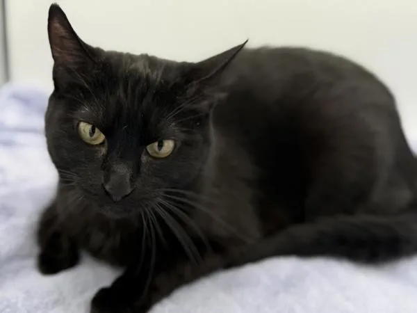 An adult medium-sized female Domestic Short Hair cat named Mews for adoption in Portland, OR