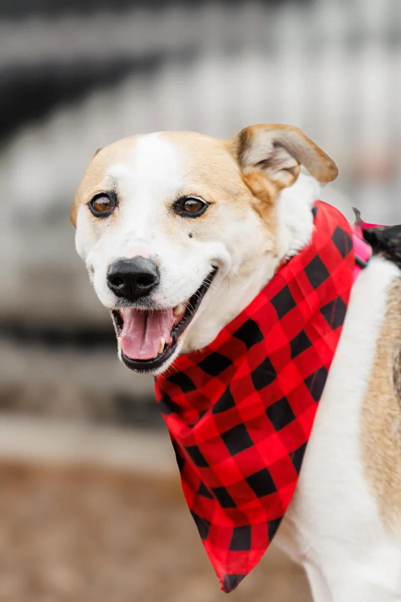 A senior medium-sized female Beagle dog named Dolores for adoption in McKinney, TX