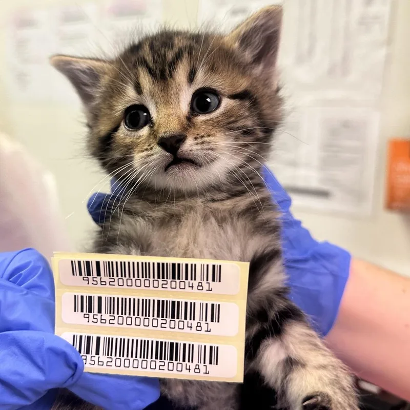 A baby small-sized male Brown / Chocolate Domestic Medium Hair cat named Digsy's Diner for adoption in Charleston, WV