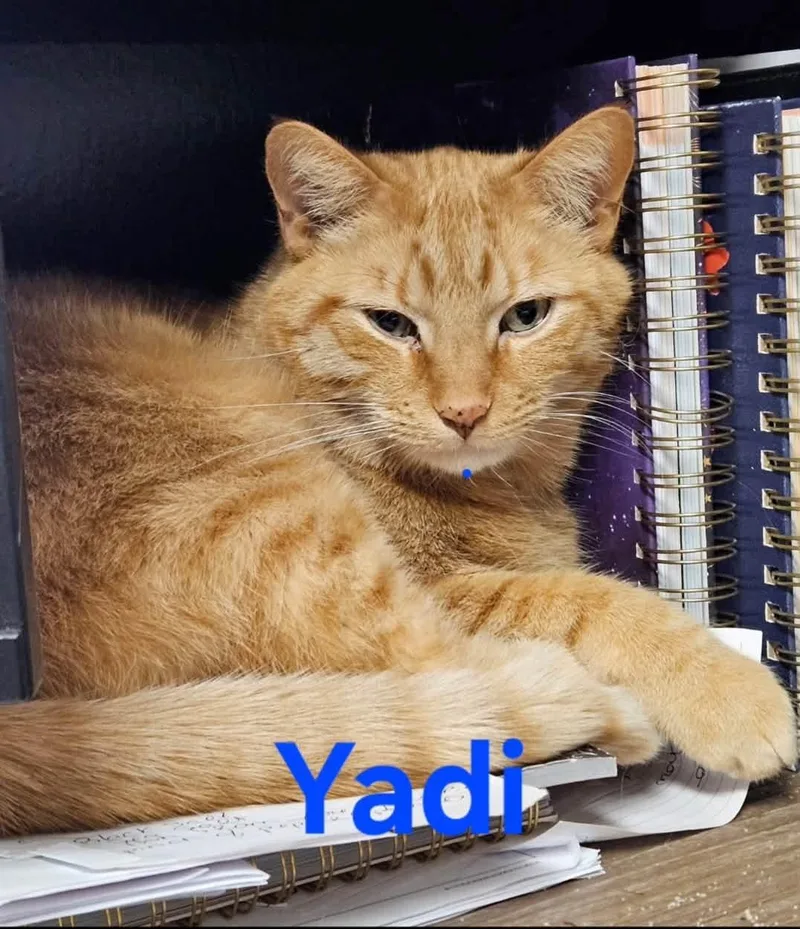 An adult large-sized male Tabby cat named Yadi for adoption in Clinton, IL