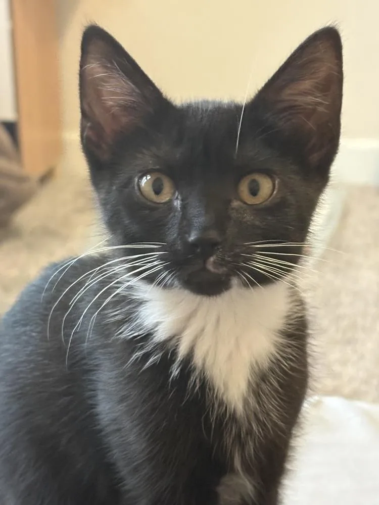 A baby small-sized female Black & White / Tuxedo Domestic Short Hair cat named Monroe for adoption in Virginia Beach, VA