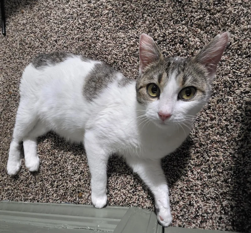 A young medium-sized female Domestic Short Hair cat named D'artangan for adoption in Heyburn, ID