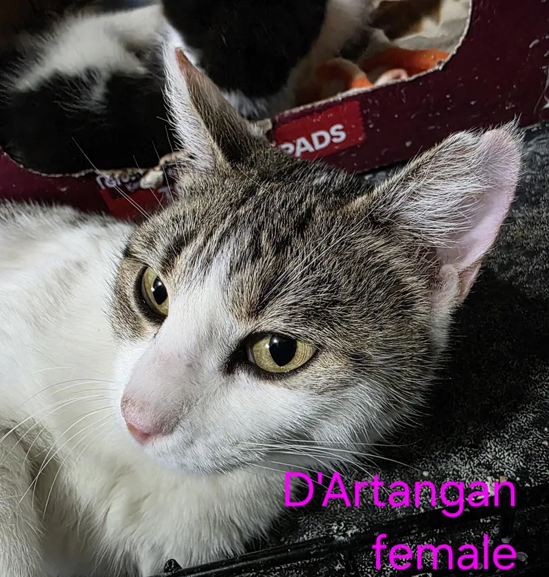 D'artangan thumbnail 2