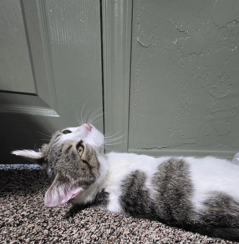 D'artangan thumbnail 3