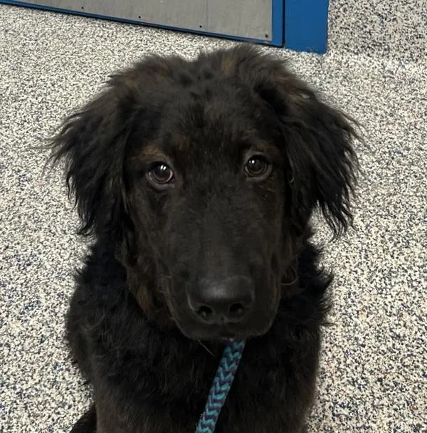 A baby medium-sized male Labradoodle dog named Bear for adoption in Golden, CO