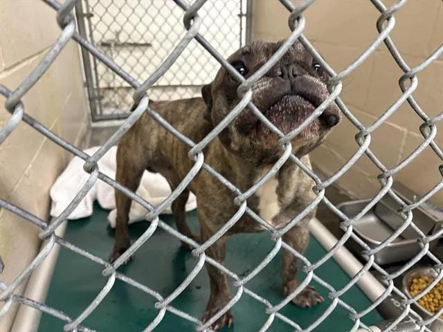 Tyson