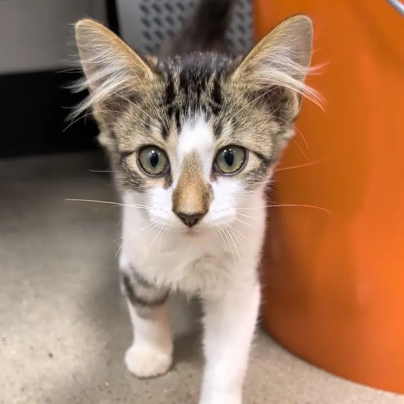 A baby small-sized male Domestic Medium Hair cat named Dobby's a delight for adoption in Cat Spring, TX
