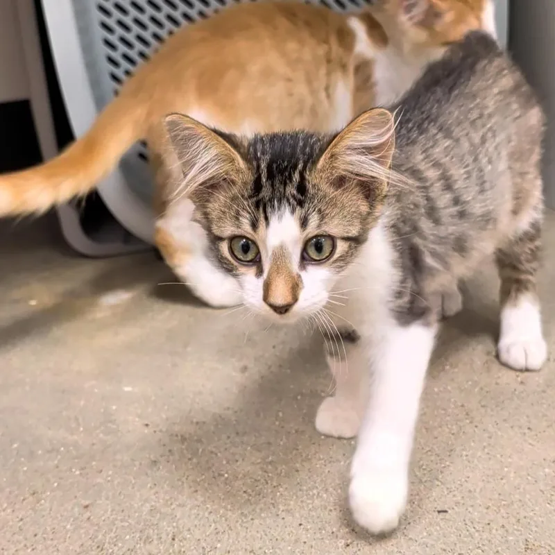 Dobby's a delight thumbnail 2