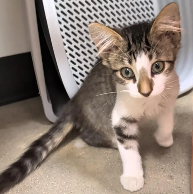 Dobby's a delight thumbnail 5