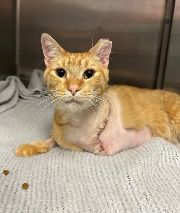 An adult small-sized male Domestic Short Hair cat named Ouchie for adoption in Richmond, VA