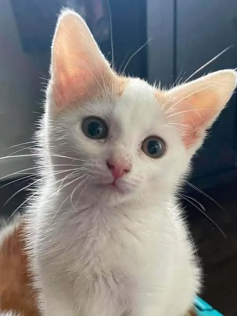 A baby small-sized female Domestic Short Hair cat named Dreamsicle H. for adoption in Peoria, IL
