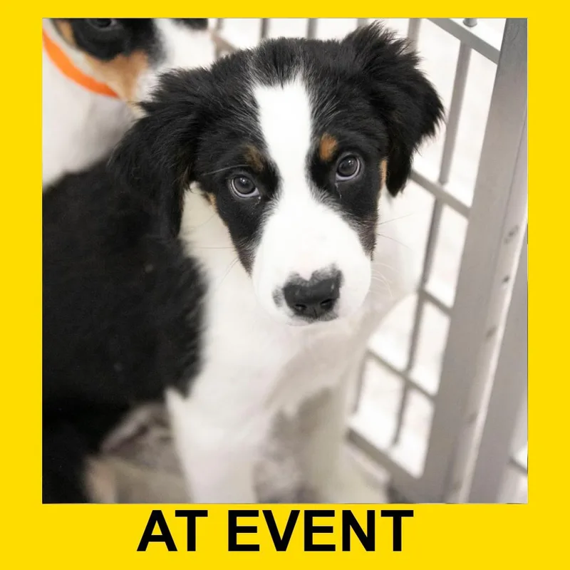 A baby medium-sized male Black Labrador Retriever dog named Marvel for adoption in Peyton, CO