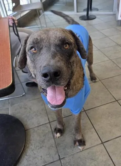 An adult large-sized male Labrador Retriever dog named Chicharone for adoption in San Antonio, TX