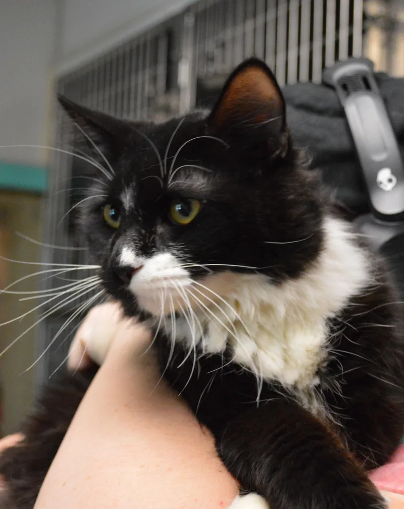 A young medium-sized male Domestic Long Hair cat named Chili for adoption in House Springs, MO