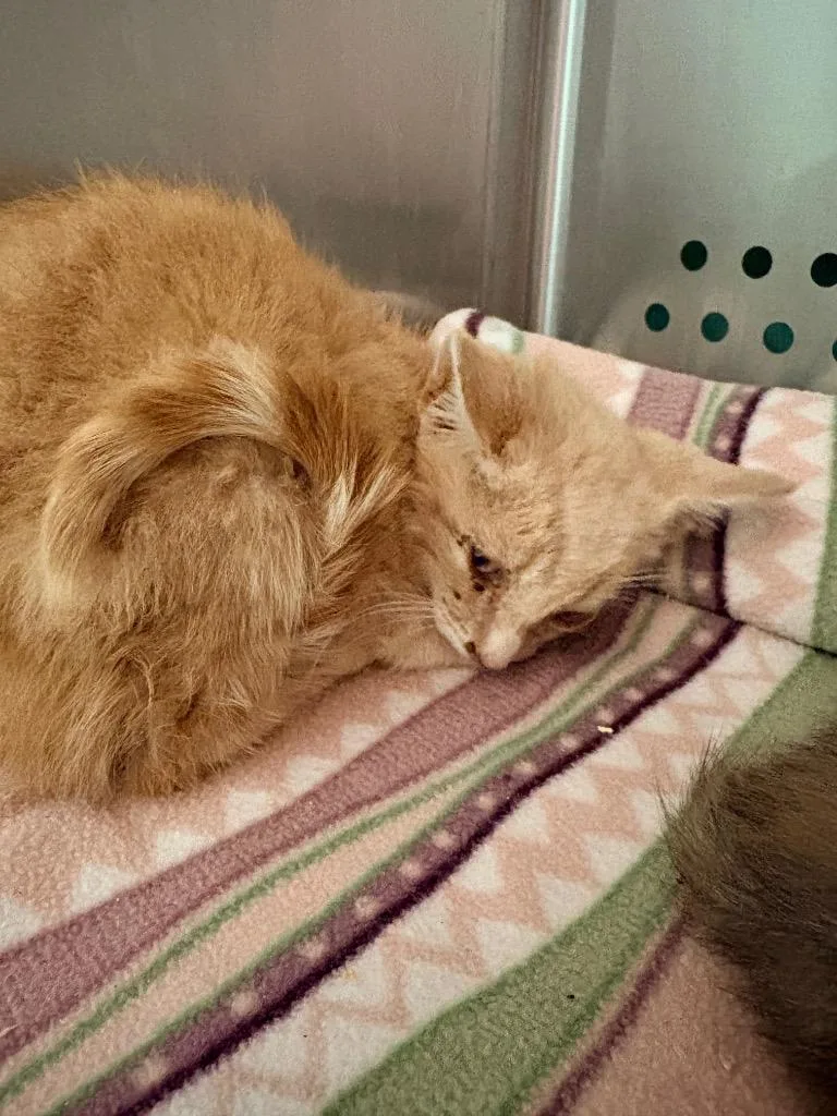 A baby medium-sized male Domestic Short Hair cat named Southerland for adoption in Morgantown, KY