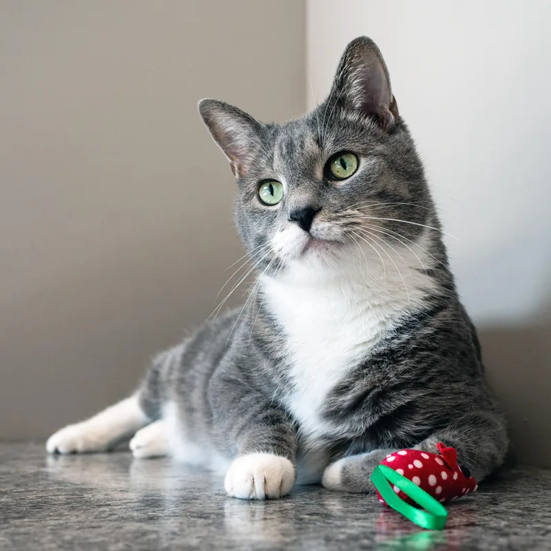 An adult medium-sized male Gray & White Domestic Short Hair cat named Mr Cat for adoption in Chicago, IL