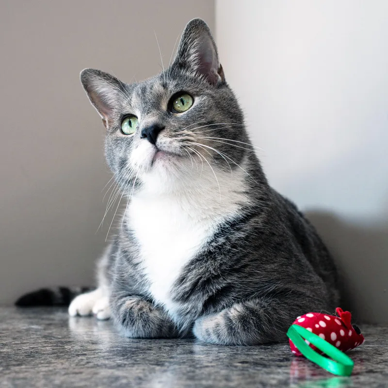Mr Cat thumbnail 2