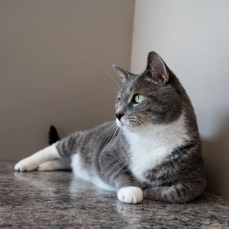 Mr Cat thumbnail 3