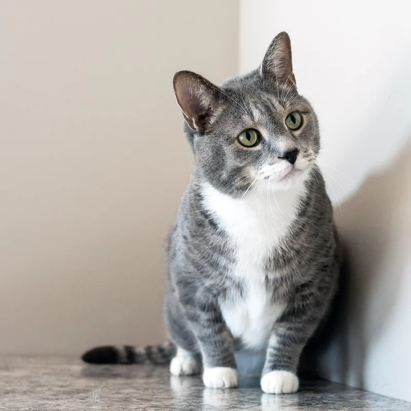 Mr Cat thumbnail 4