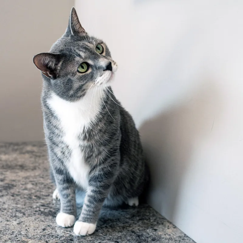 Mr Cat thumbnail 5