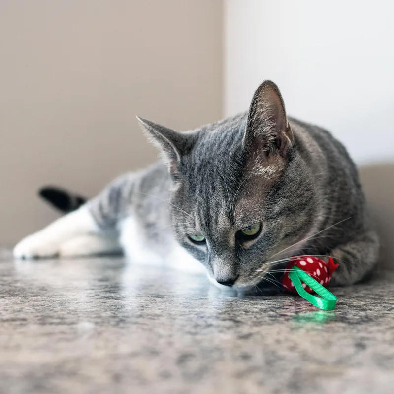Mr Cat thumbnail 6
