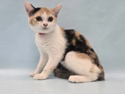 An adult small-sized female Scottish Fold cat named Banana for adoption in Coon Rapids, MN