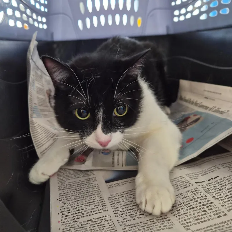 A young large-sized male Black Domestic Medium Hair cat named Grant for adoption in Montgomery, AL