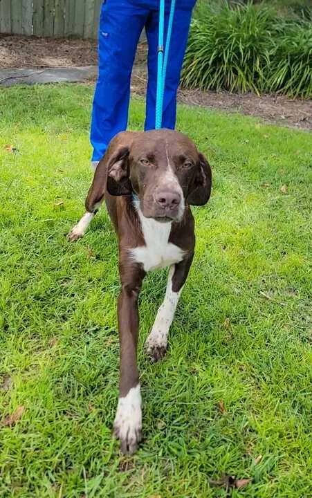 A young medium-sized male Brown / Chocolate Labrador Retriever dog named Paul for adoption in Valdosta, GA