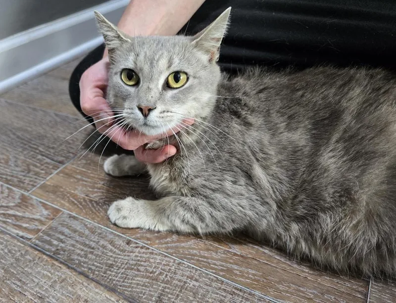 An adult large-sized female Gray / Blue / Silver Domestic Short Hair cat named Macaroni for adoption in Dickson, TN