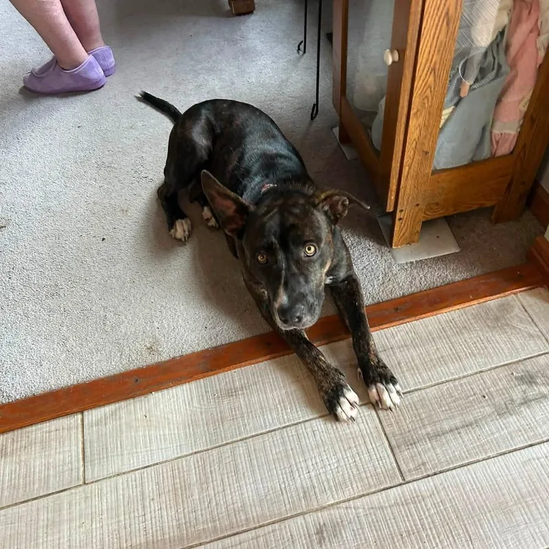 An adult large-sized female Brindle Hound dog named Mollie for adoption in Joliet, IL