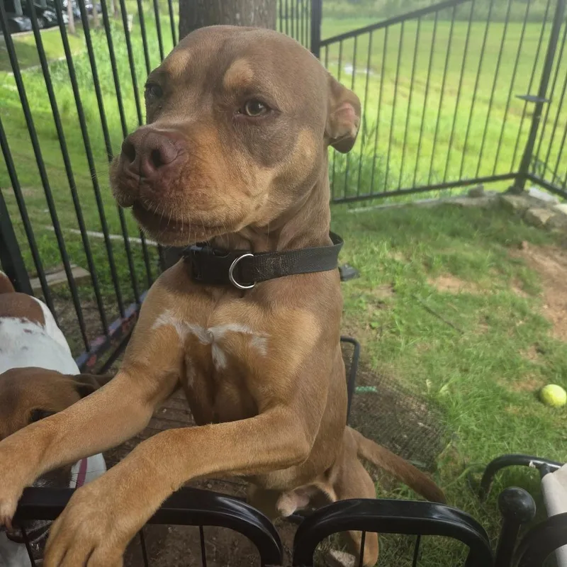 An adult medium-sized male Red / Chestnut / Orange Mixed Breed dog named Caramelo for adoption in Houston, TX