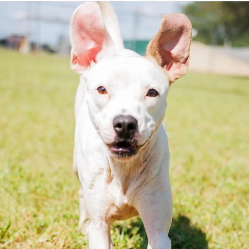 Peppa Pig thumbnail 2