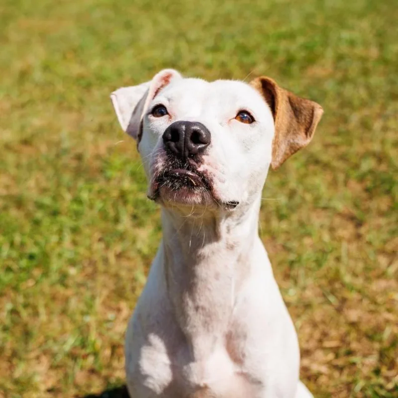 Peppa Pig thumbnail 4