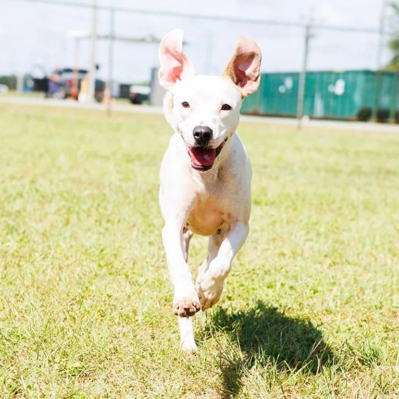 Peppa Pig thumbnail 6