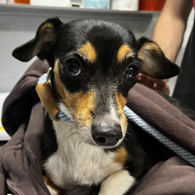 An adult small-sized female Chihuahua dog named Axolotl for adoption in Summerville, SC