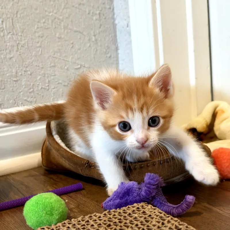 A baby small-sized male Orange / Red Domestic Medium Hair cat named Numa for adoption in San Antonio, TX