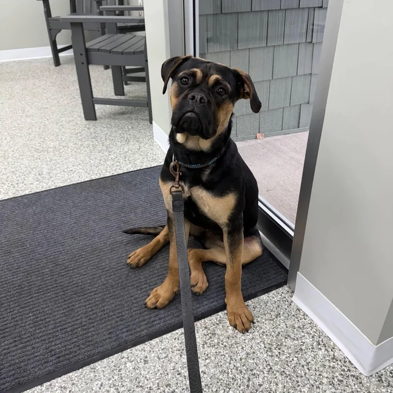 A young medium-sized female Black Boxer dog named Dixie for adoption in Mazon, IL