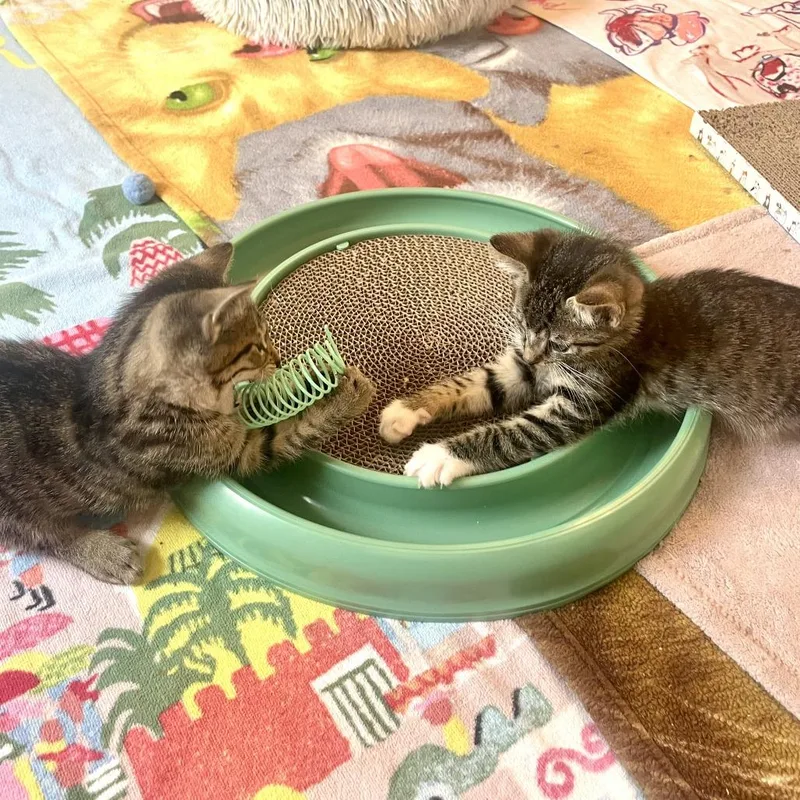 A baby small-sized male Brown / Chocolate Domestic Short Hair cat named Madison for adoption in Baltimore, MD