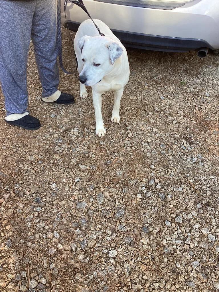 Big Whisky thumbnail 2