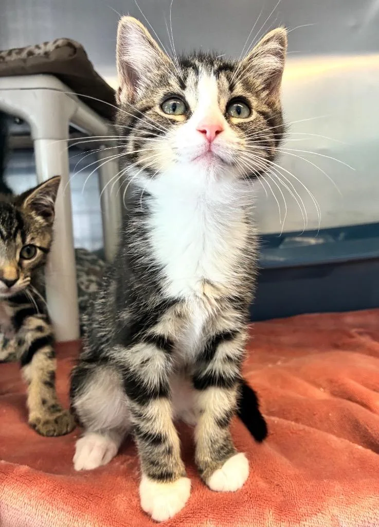 A baby medium-sized male Domestic Short Hair cat named Leafs for adoption in Pomona, NY