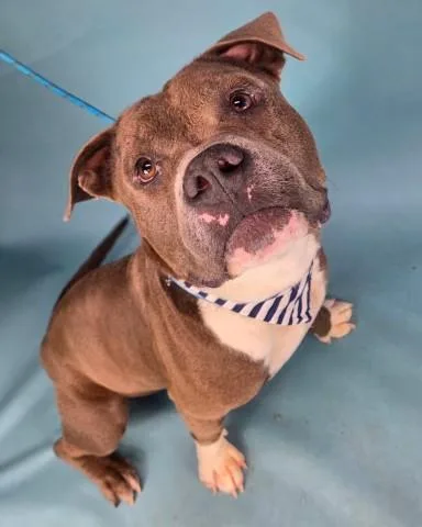 A young medium-sized male Gray / Blue / Silver Pit Bull Terrier dog named Mr Gray  URGENT for adoption in Thousand Oaks, CA