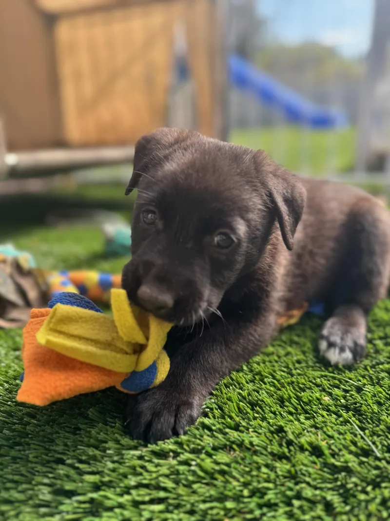 A baby medium-sized male Mixed Breed dog named Bobby for adoption in Burbank, CA