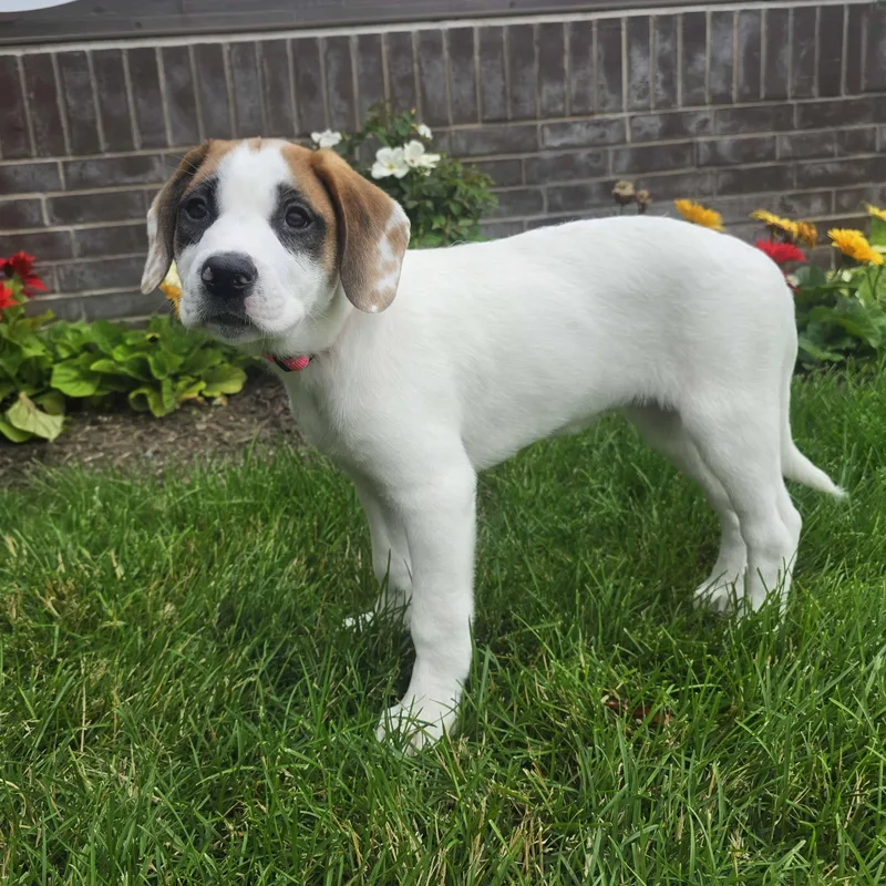 A baby large-sized female White / Cream Hound dog named Elle for adoption in Itasca, IL