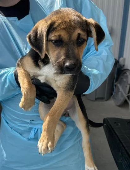 A baby small-sized female German Shepherd Dog dog named Lambanda for adoption in Fresno, CA